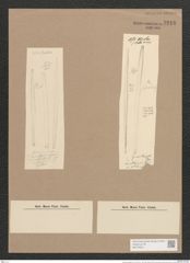 Synedra laevigata Grun. (de-Toni-Nr.: Genus 66, Species 2587) Zeichnungen Sammlung Grunow Nr. 5248 (NHMW-BOT-W0373624)